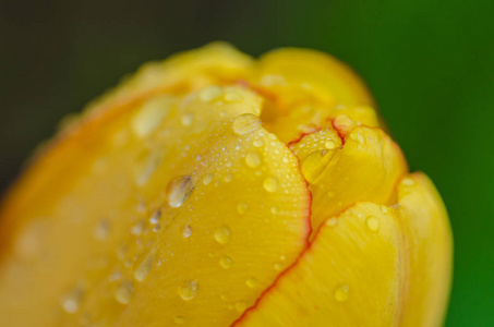 春天的黄色美丽郁金香