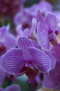 紫色兰花，非常 beautifoul