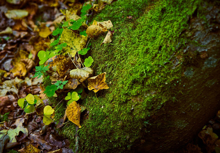 秋天森林里覆盖着苔藓和青草的石头