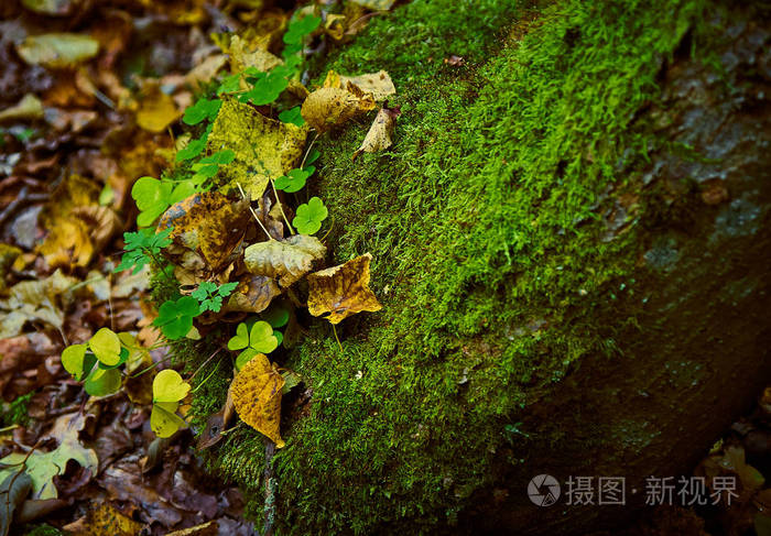 秋天森林里覆盖着苔藓和青草的石头