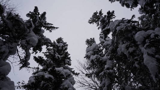 森林里的天空