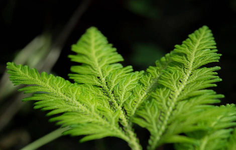 蕨类植物特写镜头与美丽的亮度