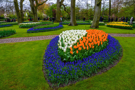 郁金香在库肯霍夫公园，Lisse，荷兰，荷兰其他花草