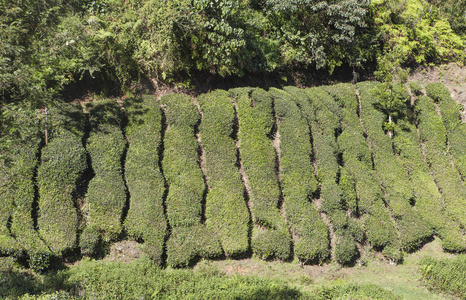 在印度南部的茶叶种植园