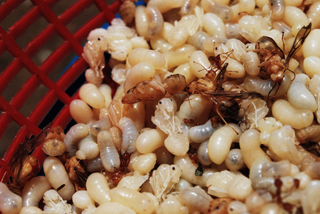 大红色蚂蚁蛋图片