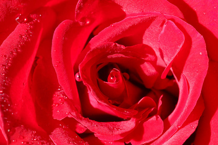 红玫瑰 backgroundbeautiful 红色玫瑰宏