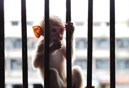 关在笼子里的小猴子