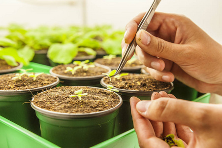 年轻的学生选择在实验室环境中的植物