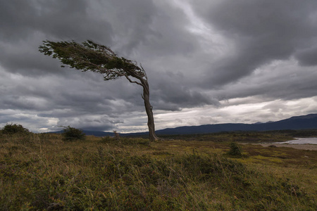 阿根廷火地岛歪的树夏季景观以歪树和太阳的钻石形状.