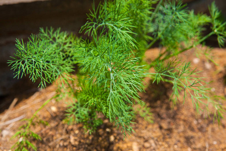 农场上的 dill 植物