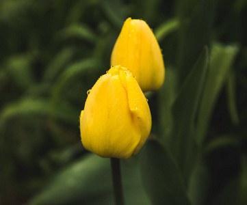 带雨滴的黄色郁金香