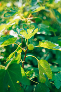 成熟的无花果，绿色水果。无花果树