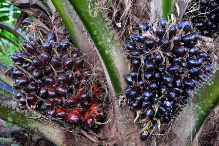 油棕树果实油棕果油棕果油棕果油棕籽油棕园油棕苗圃山油棕地油棕种植