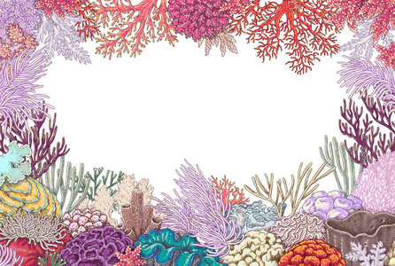 框架的珊瑚