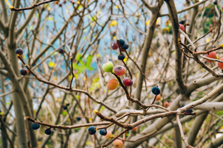 熟的无花果树上。黑山无花果树