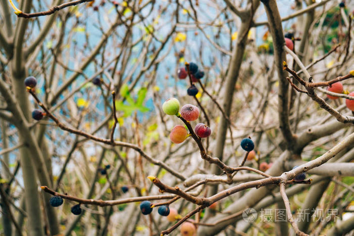 熟的无花果树上。黑山无花果树