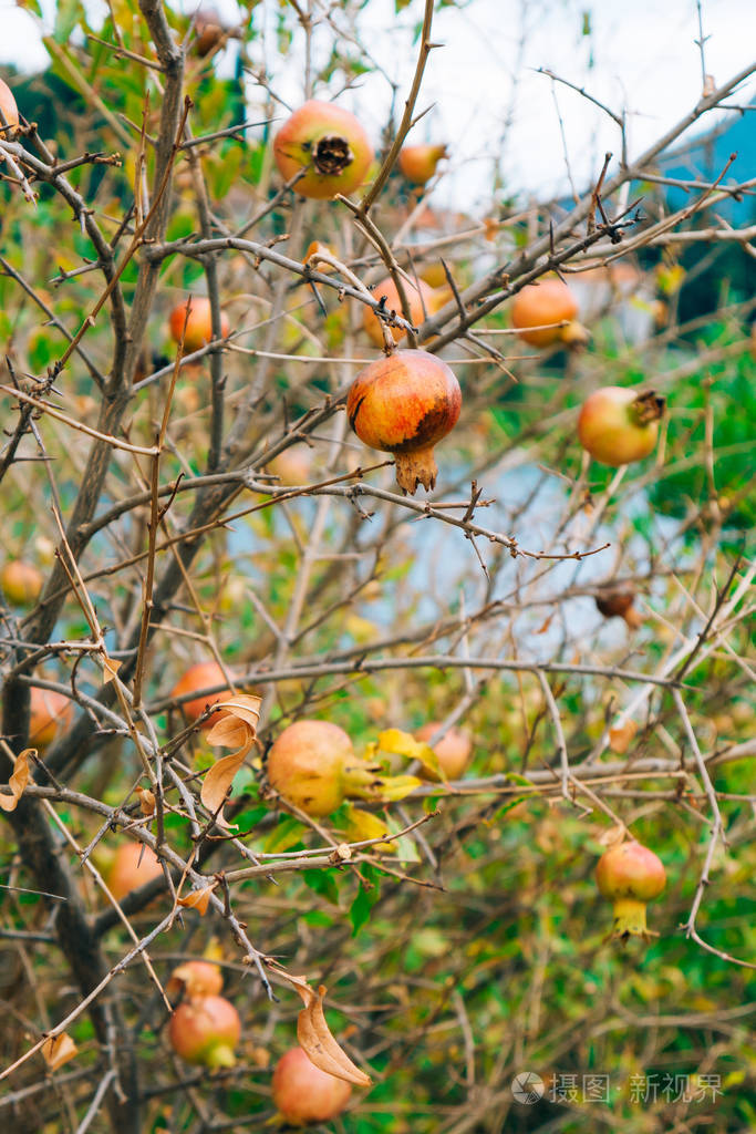 红色成熟的石榴树上在montenegr中的石榴树