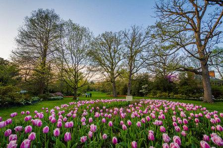 郁金香在舍伍德公园花园，在吉尔福德 巴尔的摩 Marylan