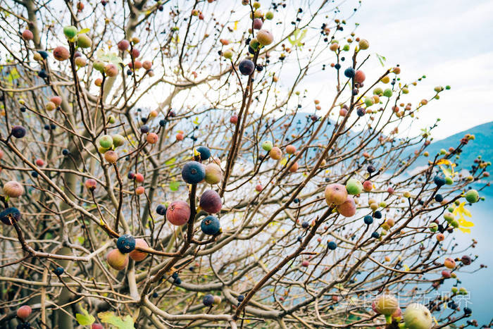 熟的无花果树上。黑山无花果树