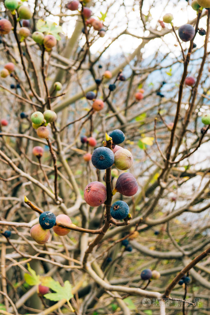 熟的无花果树上。黑山无花果树