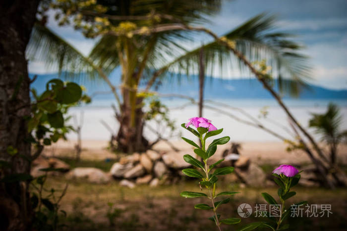 花, 在沙滩上的美景。美丽的云