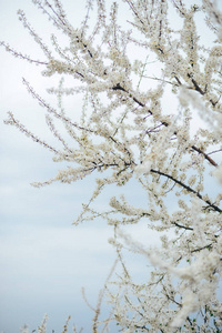 樱花的枝条。春天的幼花。阳光之声