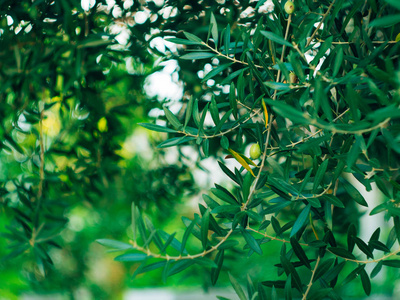 橄榄枝与水果。橄榄树园林和花园在黑山