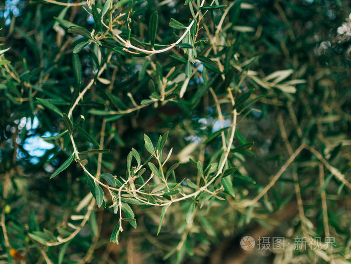 橄榄枝与叶子特写.橄榄树园林和花园在 m