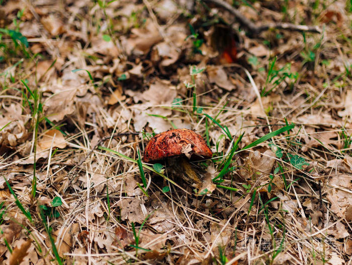 牛肝菌蘑菇在树林里