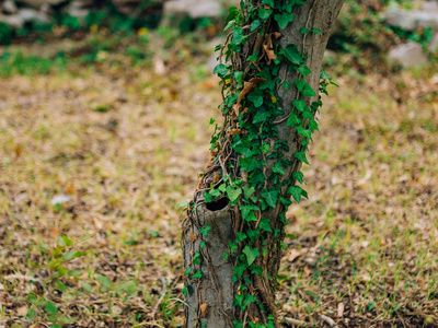 树上长满了常春藤。野生植物的纹理