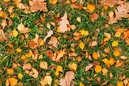 秋天的叶子的纹理。黄色的橡树叶凋落物在地板上