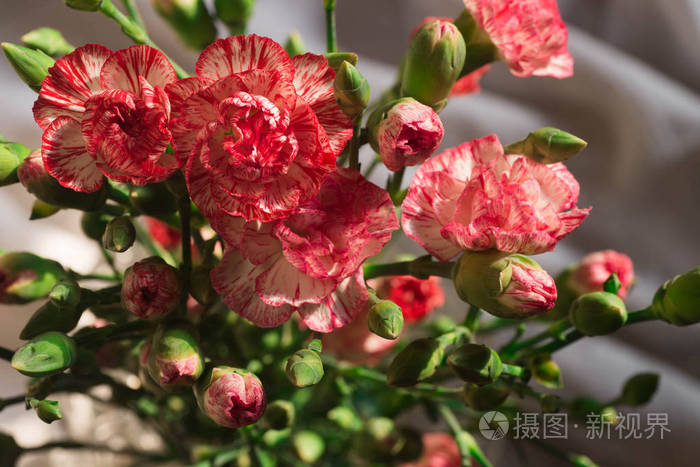 花瓶里的粉红色康乃馨花