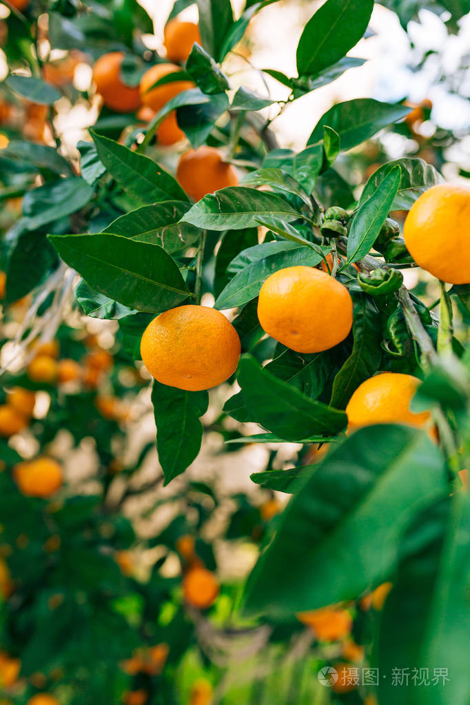 树上的橙色普通话成熟的橘子黑山恐遭