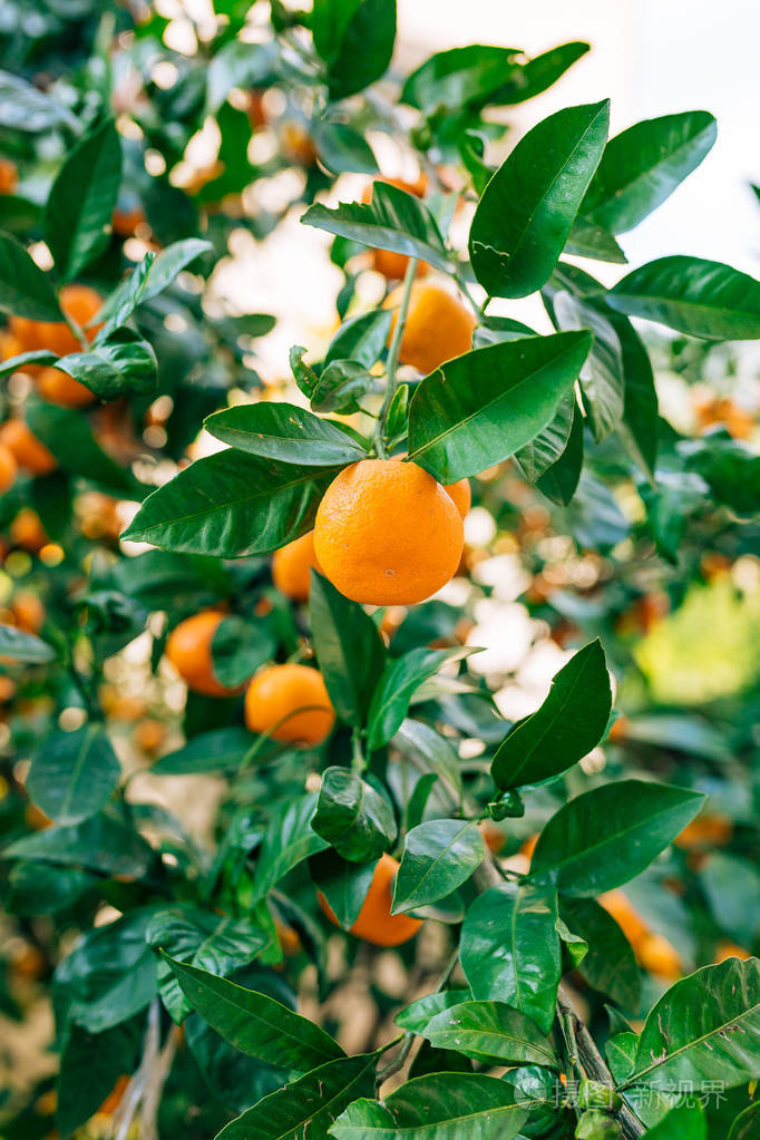 成熟的橘子.黑山恐遭