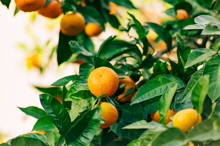 树上的橙色普通话。成熟的橘子。黑山恐遭