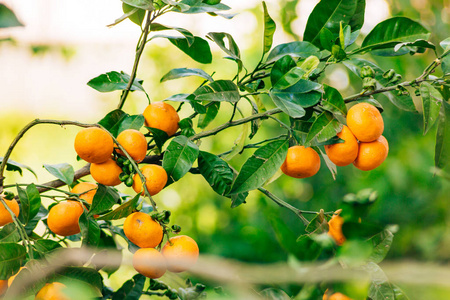 树上的橙色普通话。成熟的橘子。黑山恐遭