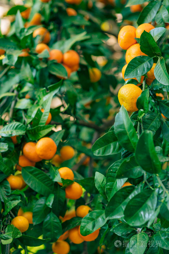成熟的橘子.黑山恐遭