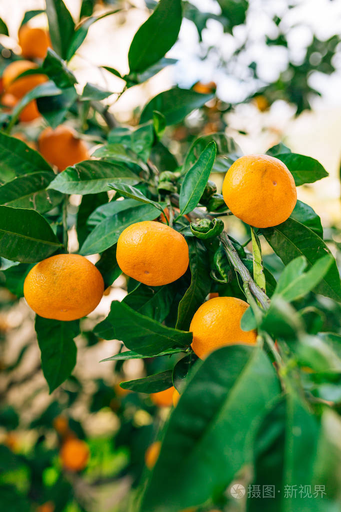 树上的橙色普通话成熟的橘子黑山恐遭