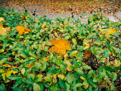 秋天的叶子的纹理。黄色的橡树叶凋落物在地板上