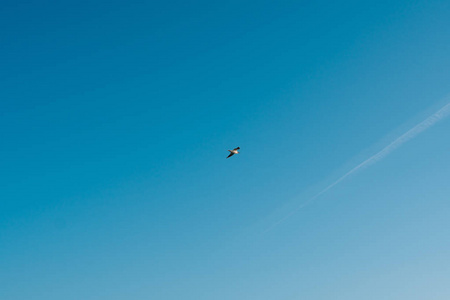 在天空中飞翔的海鸥