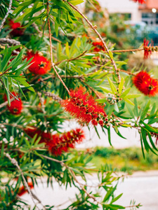 在黑山的花钙虫。红花看起来像一把刷子