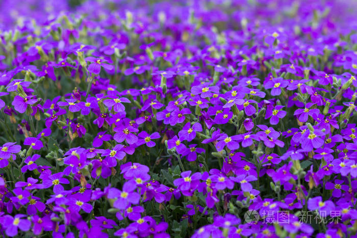 紫色的紫罗兰花