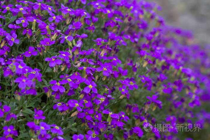 紫色的紫罗兰花