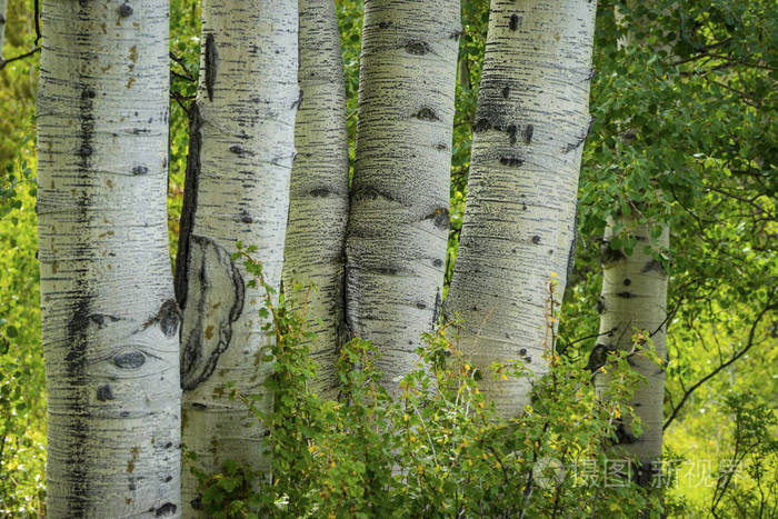 白色伤痕累累的阿斯本树干