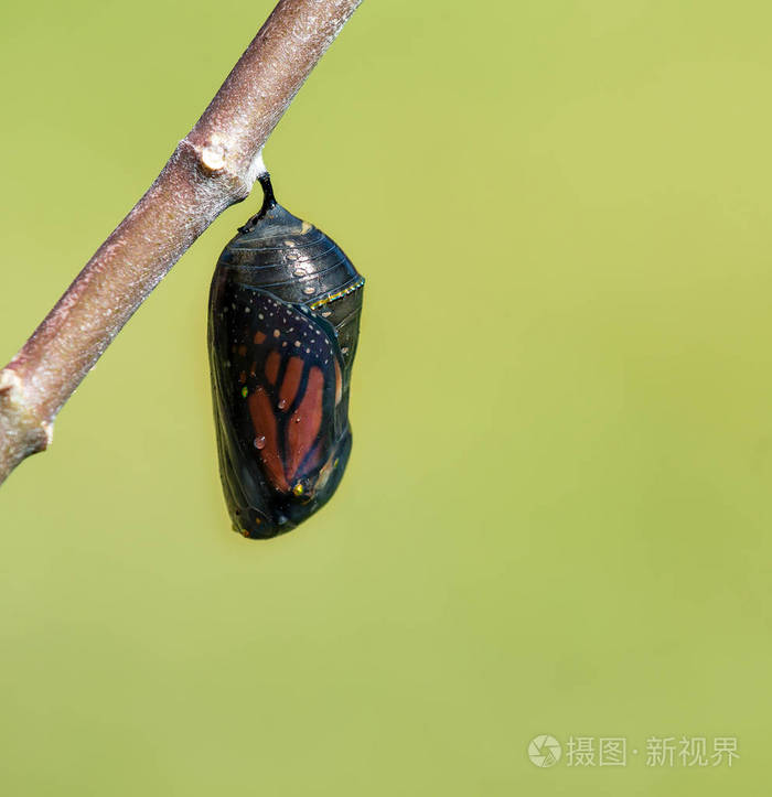 在花园里热带蝴蝶在花园里热带蝴蝶在花园里蝴蝶幼虫挂在马利筋枝上