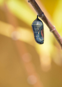 蝴蝶的蝶蛹图片-蝴蝶的蝶蛹素材-蝴蝶的蝶蛹插画-摄图新视界