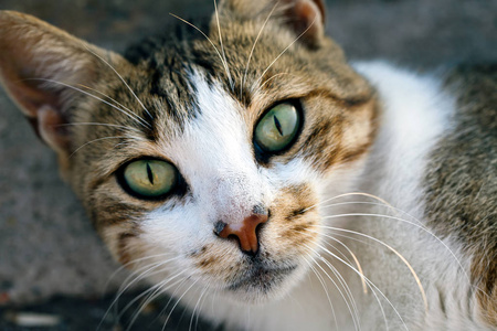 动物的宠物猫图片