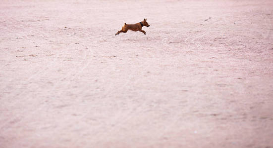 Zwergpinscher 的小狗在散步沙滩上运行