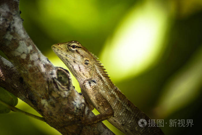 种蜥蜴的爬行动物的特写镜头。坐在棕榈与 g