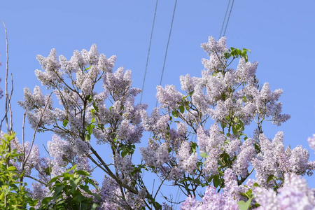 室外美丽的紫色丁香花。 枝上的丁香花